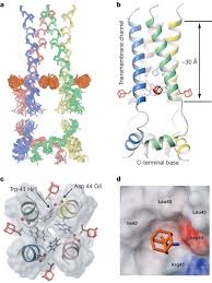 So i've been doing some looking at random sites trying to dig up any information i can about wii u. Structure And Mechanism Of The M2 Proton Channel Of Influenza A Virus Nature