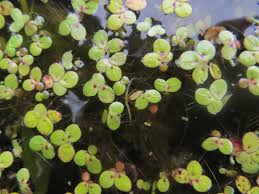 Image result for Wolffiella