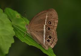 Image result for Brownleea mulanjiensis