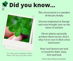 Still, sustenance isn't the only thing humans rely on plants for … 4. Learn These Fun Facts About The Clover Plant Clover Plant Fun Facts Clover Leaf