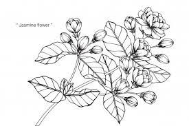 Jasmine Flower In 2020 Flower Drawing Floral Illustrations Jasmine Flower
