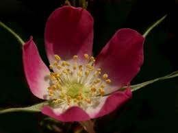 Mai ab 1946 nach dem zweiten weltkrieg hat der alliierte kontrollrat den 1. Tag Der Arbeit 2021 Frankreich