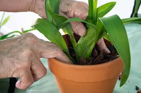 Image result for orchid cuttings