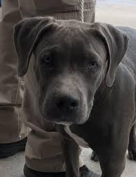 6 Month American Pitbull Terrier Black And White Pin On Pit Bull