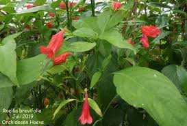 Image result for Ruellia brevifolia