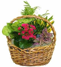 Flower delivery — nashua, hillsborough county, new hampshire, jungtinės valstijos, rasti 2 įmonės. Dish Garden Flowers
