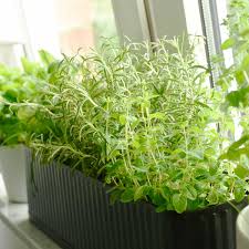 In der pflanzenheilkunde kommen grundsätzlich nur ganze pflanzen oder pflanzenteile (blüten, blätter, samen, rinden, wurzeln), jedoch keine isolierten einzelstoffe zur anwendung. Krauter Anzucht Frische Krauter In Der Kuche Selbst Ziehen