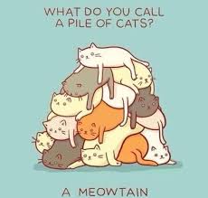 Healthy Chocolate And Coconut Bliss Balls The Organised Housewife Recipe Cat Puns Cheesy Jokes Corny Jokes