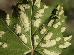 Image result for Colomerus vitis