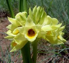 Image result for Orthochilus mechowii