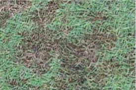 Grass Disease Identification Anco Turf
