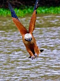 Brazil Black Collared Hawk Diving Pet Birds Birds Of Prey Animals Beautiful