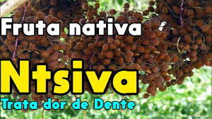 Image result for Dialium schlechteri