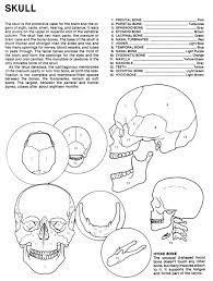 Check spelling or type a new query. Human Anatomy Coloring Book An Entertaining And Instructive Guide To The Human Body Bones Muscles Blood Nerves And How They Work Coloring Books Dover Children S Science Books Matt Margaret Ziemian Joe