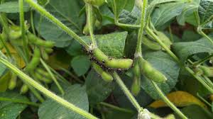 Image result for Nesaea polycephala