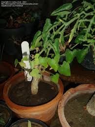 Image result for Corallocarpus welwitschii