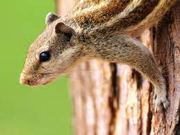 Maybe you would like to learn more about one of these? How To Get Rid Of Chipmunks In Your Garden Hgtv