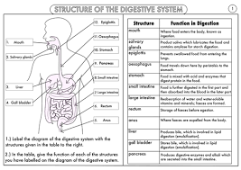 42 Accurate Digestive System Flow Chart Answers