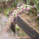 Image result for Bulbophyllum josephi