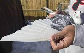 Breeder merpati balap dasar sprint. 12 Ciri Merpati Balap Yang Bagus Dan Selalu Juara Burungnya Com