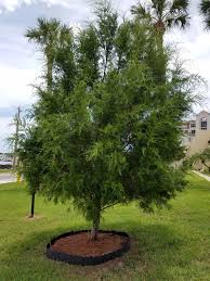 How to grow and care for shingle oak trees. Southern Redcedars Are Great Trees For Florida Landscapes