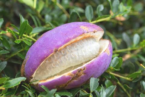 Mga resulta ng larawan para sa akebia quinata fruit"