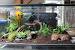 Natural Bearded Dragon Habitat