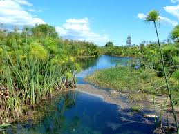 Image result for Cyperus dives