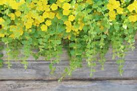 Image result for Lysimachia