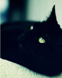 Black Baby Kittens With Green Eyes Black Cat Photo Mint Green Eyes Black Midnight By Theginghamowl Black Cat Baby Cats Cats