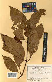 Image result for Sericostachys scandens