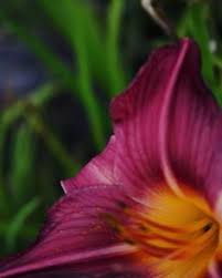 Birds Of The Air And Lilies Of The Field Instagram Photo By Josh Hoehne Aug 1 2016 At 12 57am Utc Lilies Of The Field Birds In The Sky Instagram
