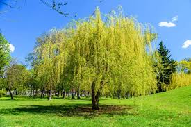 Hybrid austree willows are a deciduous fast growing shade or windbreak tree that e 8ft tall flexible trees and destroy them instead of your valuable evergreens. 14 Fast Growing Trees For Privacy In Your Yard