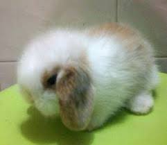 Vivastreet Vivavisos Vivanuncios Local Classifieds Website Kaninchen Tierbabys Kaninchen Zubehor