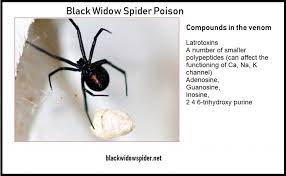 Black widow spider venom contains several different protein fractions. Black Widow Spider Poison Facts Toxin Venom Effects