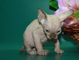 Spots of gold bengals all of our babies will go home with age appropriate vaccinations,and will be dewormed at least twice. Pennysaver Amazing Sphynx Kittens For Sale In Fresno California Usa