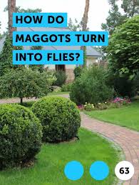 Both methods differ in how fast the results can be seen. How To Kill Maggots In Trash Can How To Do Thing