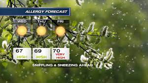 A pollen count assesses the number of pollen grains present per cubic meter of air. Here S Everything You Need To Know About Allergy Season In Western Washington