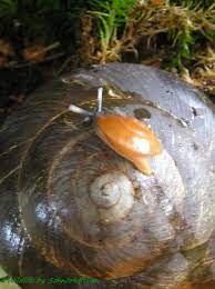 Die einzigen exoten die mir da einfallen wären pleurodonte isabella, anguispira strongyloides oder subulinaarten. Caracolus Excellence Wildlife Photo Gallery Tieres Webseite