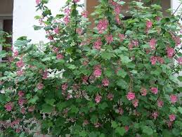 Download this free vector about tree with pink flowers, and discover more than 12 million professional graphic resources on freepik. What To Plant Under An Oak Tree Or Gardening Under Oaks Landscaping Under Oak Trees In California