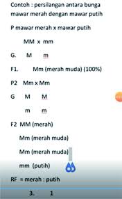 Aug 19, 2021 · contoh soal pts 1 kelas 7 smp mts k13 tahun pelajaran 2021/2022 amongguru.com. Mapel Biologi Tema Persilangan Monohibrid