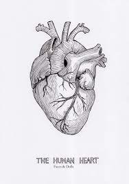 Faces And Dolls The Human Heart Faces And Dolls The Human Heart Dolls Faces Heart Human Tattoograp Human Heart Drawing Heart Drawing Anatomy Art