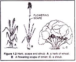 Diversity In Plant Life With Diagram