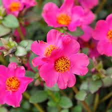 Image result for Portulaca