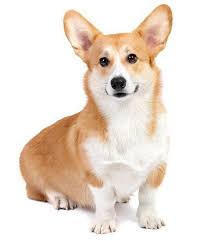 25 Best Therapy Dog Breeds List In 2020 Therapy Dogs Breeds Dog Breeds List Corgi Dog