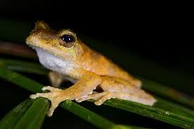 Kuranda Community Wins Against Massive Resort In Sensitive Wildlife Corridor Environmental Defenders Office