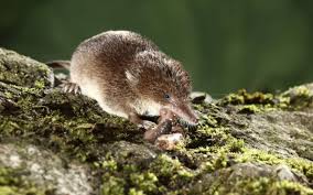 Maybe you would like to learn more about one of these? What Is The Smallest Living Mammal Wonderopolis