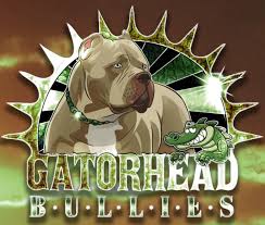 Xxl american bully/pitbull puppies for sale from swag kennels are very famous in the world. Gator Head Bullies