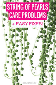 For containers with drainage and not oversized, douse your succulent several times (under the sink for example) until the soil is thoroughly moist and water begins to drip from the bottom. String Of Pearls Plant Care Common Problems And Easy Fixes