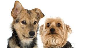 Find pet food now at getsearchinfo.com! El Pasoans Fighting Hunger Food Bank To Host Final Pet Food Distribution Wednesday